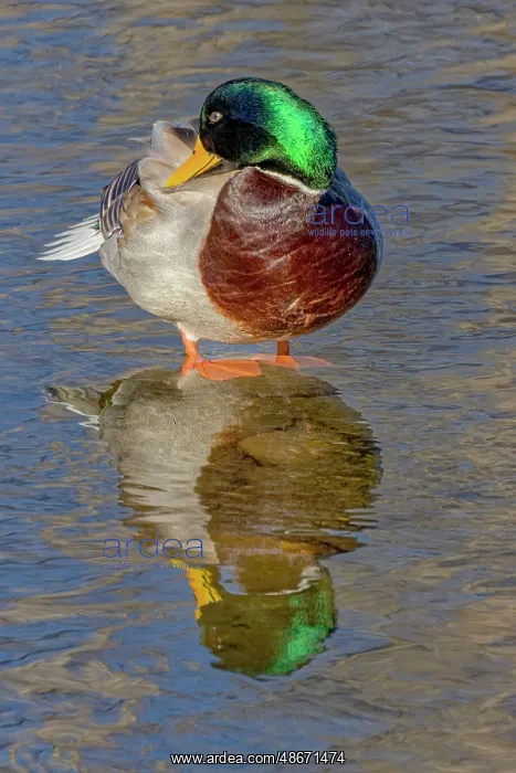 : USA, Colorado, Fort Collins. Male mallard duck in water : USA, Colorado, Fort Collins. Male mallard duck in water