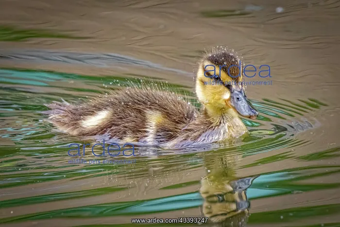 : USA, Colorado, Fort Collins. Mallard duck duckling : USA, Colorado, Fort Collins. Mallard duck duckling
