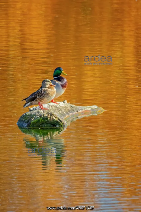 : USA, Colorado, Fort Collins. Mallard duck pair on lake rock : USA, Colorado, Fort Collins. Mallard duck pair on lake rock