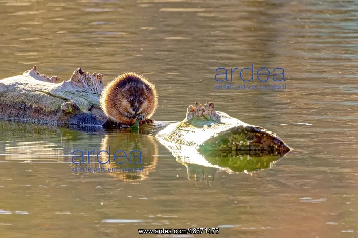: USA, Colorado, Fort Collins. Muskrat on log in water. Credit : USA, Colorado, Fort Collins. Muskrat on log in water. Credit