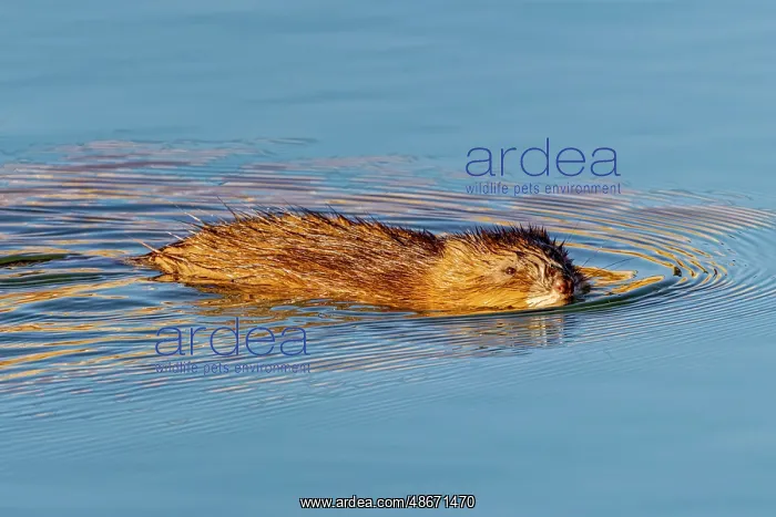 : USA, Colorado, Fort Collins. Muskrat swimming in water : USA, Colorado, Fort Collins. Muskrat swimming in water