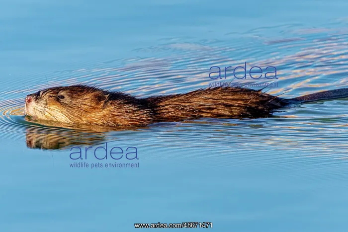 : USA, Colorado, Fort Collins. Muskrat swimming in water : USA, Colorado, Fort Collins. Muskrat swimming in water