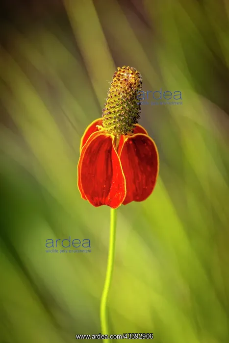 : USA, Colorado, Fort Collins. Prairie coneflower : USA, Colorado, Fort Collins. Prairie coneflower