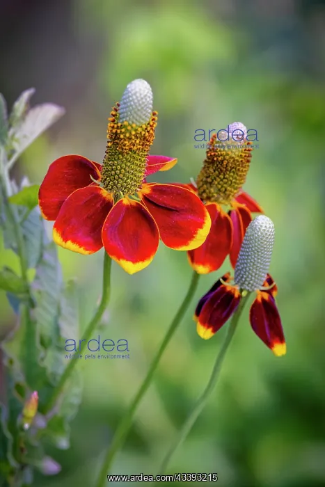 : USA, Colorado, Fort Collins. Prairie coneflower : USA, Colorado, Fort Collins. Prairie coneflower