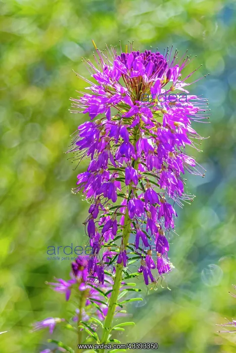 : USA, Colorado, Fort Collins. Rocky Mountain bee : USA, Colorado, Fort Collins. Rocky Mountain bee