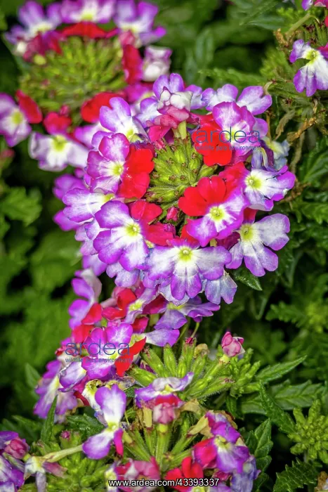 : USA, Colorado, Fort Collins. Verbena flowers close-up : USA, Colorado, Fort Collins. Verbena flowers close-up