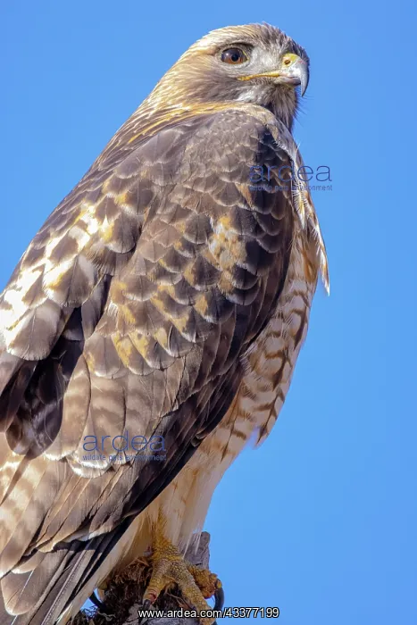 : USA, Colorado, Ft. Collins. Adult red-tailed hawk close-up : USA, Colorado, Ft. Collins. Adult red-tailed hawk close-up