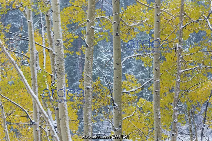 : USA, Colorado, Grand Mesa. Aspen trees in winter. ic Don : USA, Colorado, Grand Mesa. Aspen trees in winter. ic Don