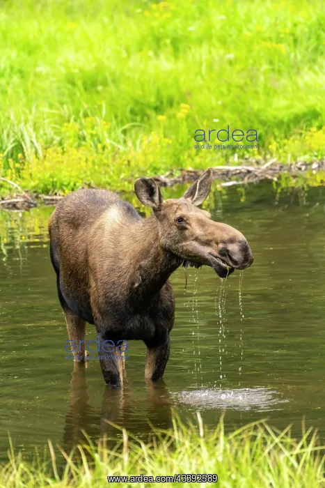 : USA, Colorado, Gunnison National Forest. Moose feeding : USA, Colorado, Gunnison National Forest. Moose feeding
