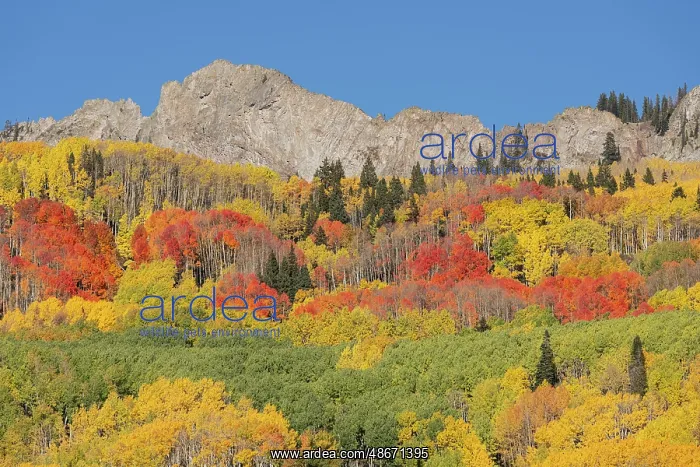 : USA, Colorado, Gunnison National Forest. Mountain and forest : USA, Colorado, Gunnison National Forest. Mountain and forest
