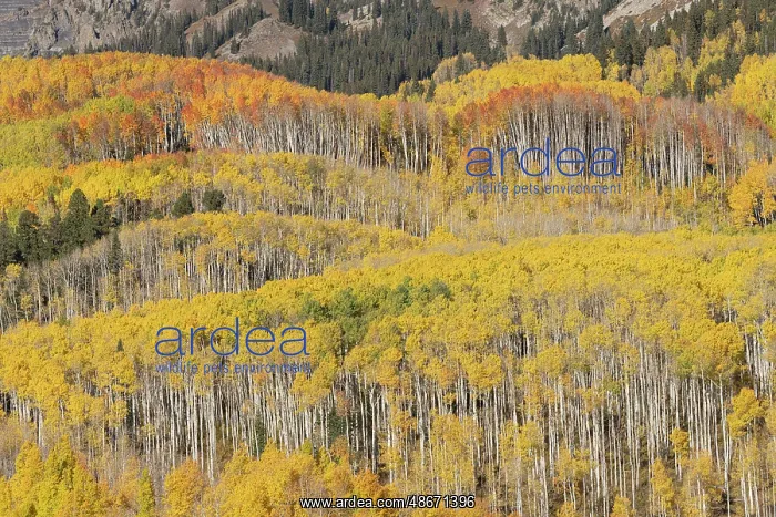 : USA, Colorado, Gunnison National Forest. Aspen forest in : USA, Colorado, Gunnison National Forest. Aspen forest in