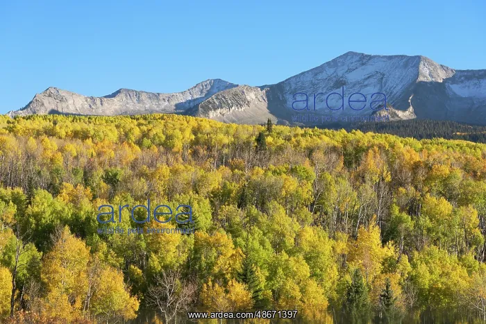 : USA, Colorado, Gunnison National Forest. Mountain and aspen : USA, Colorado, Gunnison National Forest. Mountain and aspen