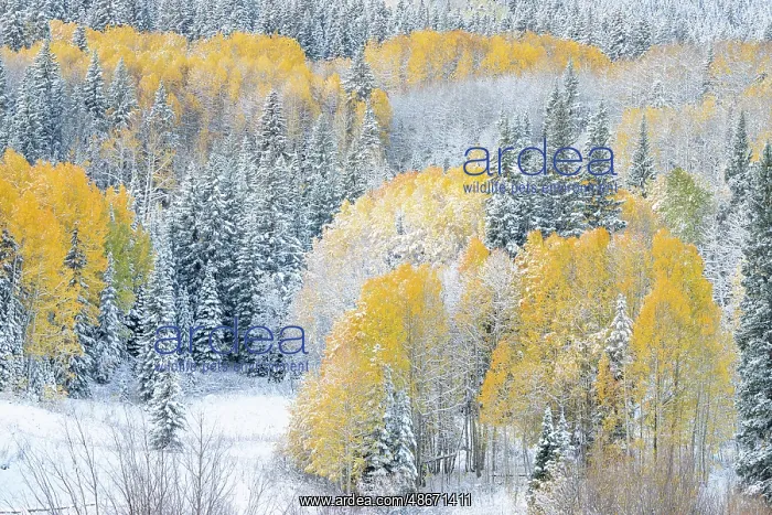 : USA, Colorado, Gunnison National Forest. Snow-covered forest : USA, Colorado, Gunnison National Forest. Snow-covered forest