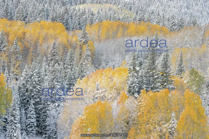 : USA, Colorado, Gunnison National Forest. Snow-covered forest : USA, Colorado, Gunnison National Forest. Snow-covered forest