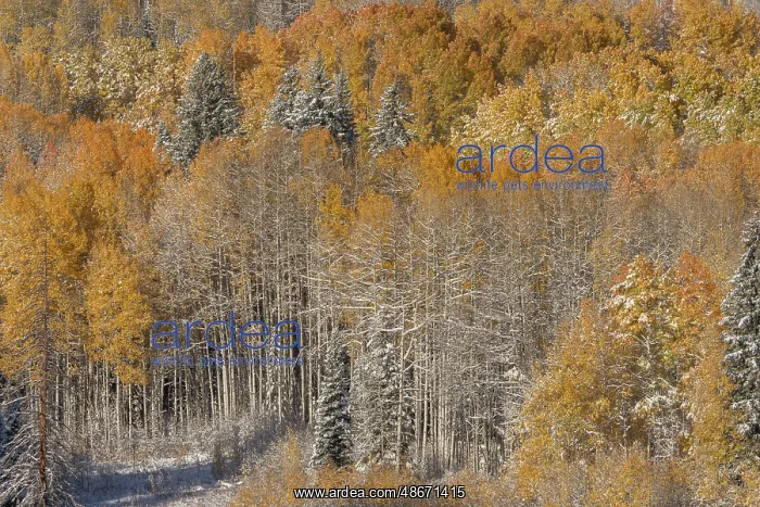 : USA, Colorado, Gunnison National Forest. Snow-covered forest : USA, Colorado, Gunnison National Forest. Snow-covered forest