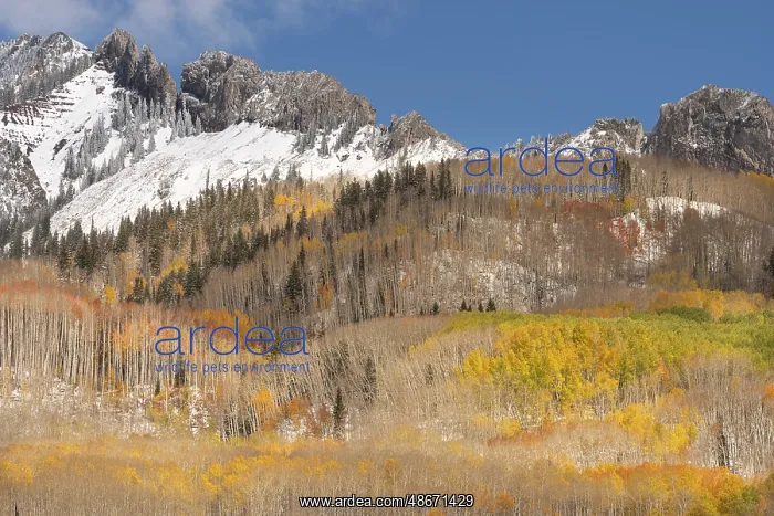 : USA, Colorado, Gunnison National Forest. Mountain ridge and : USA, Colorado, Gunnison National Forest. Mountain ridge and