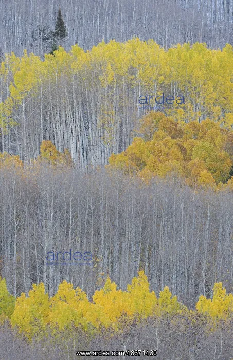: USA, Colorado, Gunnison National Forest. Aspen trees with : USA, Colorado, Gunnison National Forest. Aspen trees with