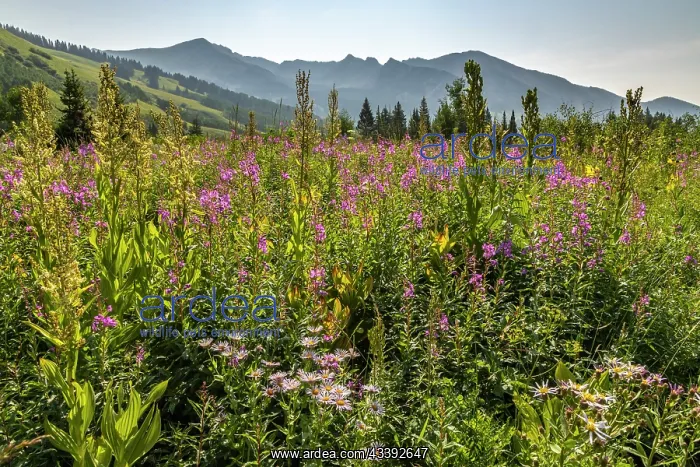 : USA, Colorado, Gunnison National Forest. Fireweed : USA, Colorado, Gunnison National Forest. Fireweed