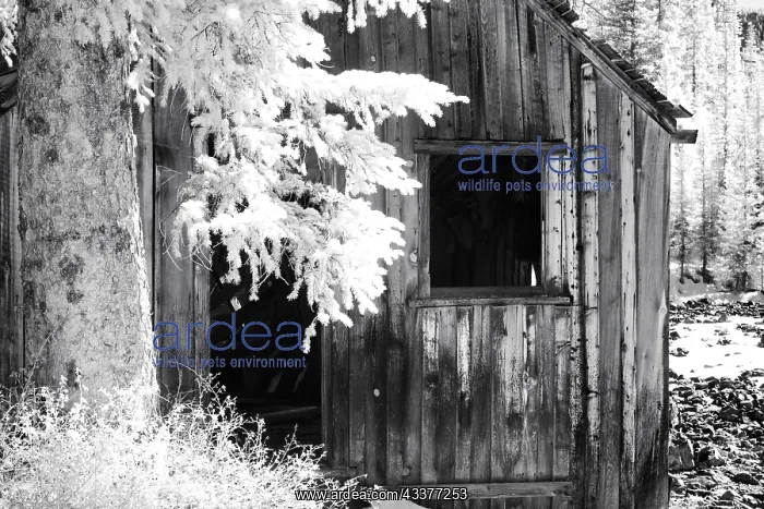 : USA, Colorado, Old Mining Shack : USA, Colorado, Old Mining Shack