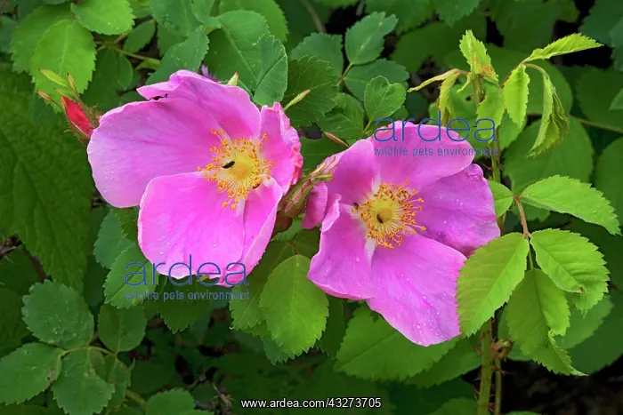 : USA, Colorado, Rio Grande National Forest : USA, Colorado, Rio Grande National Forest