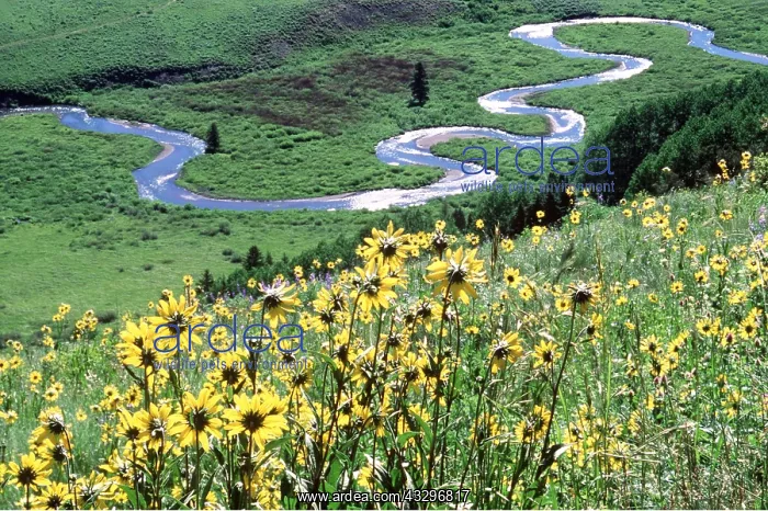 : USA - Colorado, River Meanders & Flowers : USA - Colorado, River Meanders & Flowers
