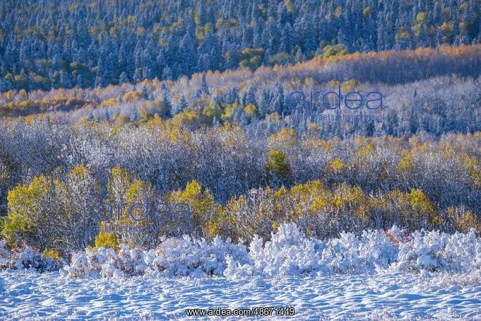 : USA, Colorado, Rocky Mountain National Park, late fall : USA, Colorado, Rocky Mountain National Park, late fall