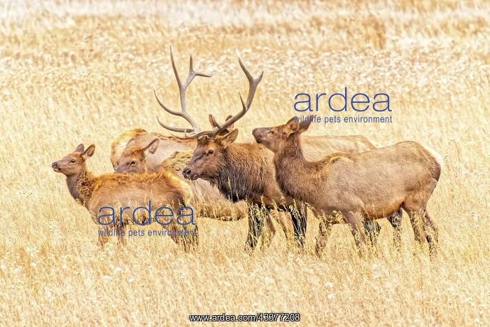 : USA, Colorado, Rocky Mountain National Park. North : USA, Colorado, Rocky Mountain National Park. North