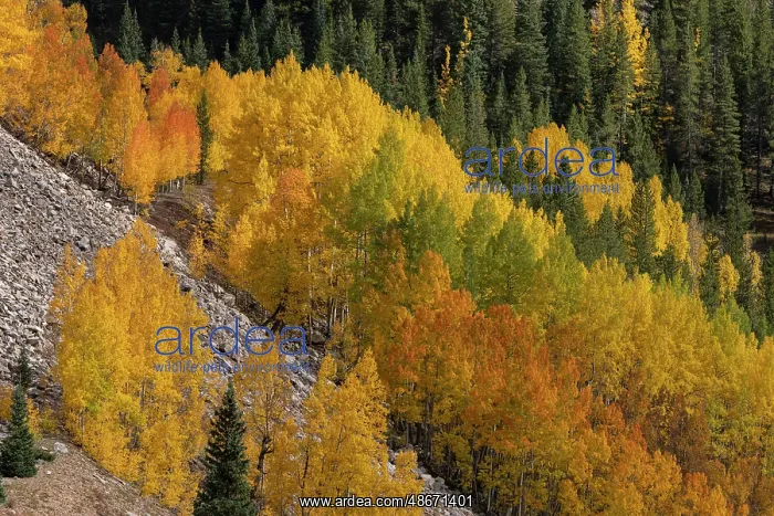 : USA, Colorado, San Juan Mountains. Mountain forests in : USA, Colorado, San Juan Mountains. Mountain forests in