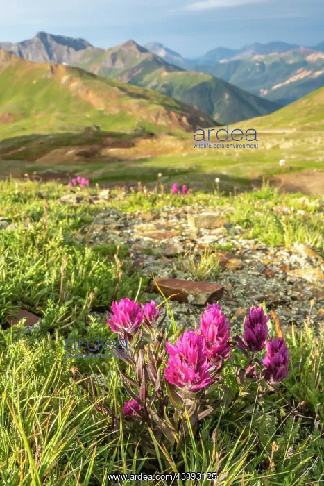 : USA, Colorado, San Juan Mountains. Hurricane Pass : USA, Colorado, San Juan Mountains. Hurricane Pass