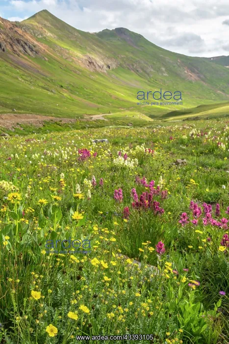 : USA, Colorado, San Juan Mountains. Landscape with : USA, Colorado, San Juan Mountains. Landscape with