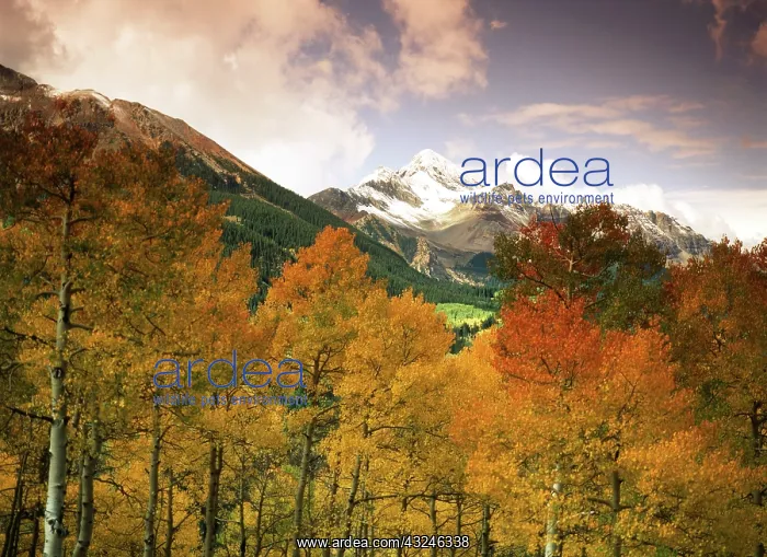 : USA, Colorado, San Juan National Forest : USA, Colorado, San Juan National Forest