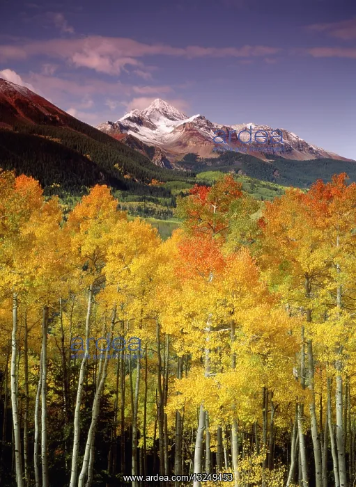 : USA, Colorado, San Juan National Forest : USA, Colorado, San Juan National Forest