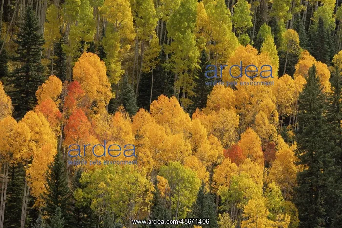 : USA, Colorado, San Juan National Forest. Autumn colors in : USA, Colorado, San Juan National Forest. Autumn colors in