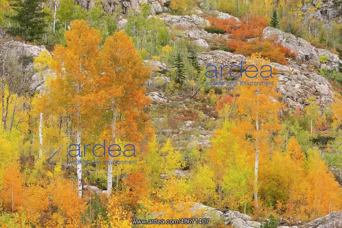 : USA, Colorado, San Juan National Forest. Aspen trees in : USA, Colorado, San Juan National Forest. Aspen trees in
