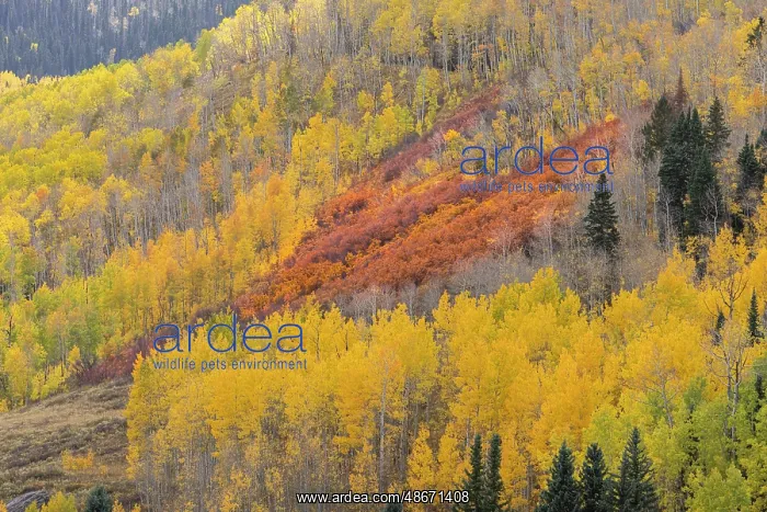 : USA, Colorado, San Juan National Forest. Orange scrub oaks : USA, Colorado, San Juan National Forest. Orange scrub oaks