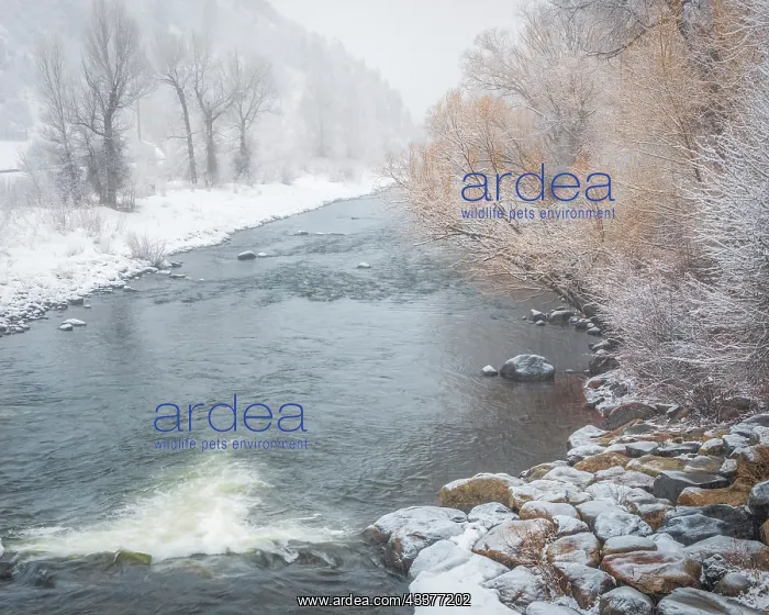 : USA, Colorado, Steamboat Springs. Yampa River landscape : USA, Colorado, Steamboat Springs. Yampa River landscape