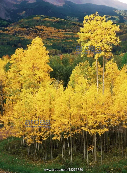 : USA, Colorado, Telluride, View of autumn : USA, Colorado, Telluride, View of autumn