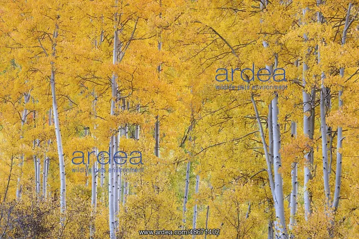 : USA, Colorado, Uncompahgre National Forest. Autumn forest : USA, Colorado, Uncompahgre National Forest. Autumn forest