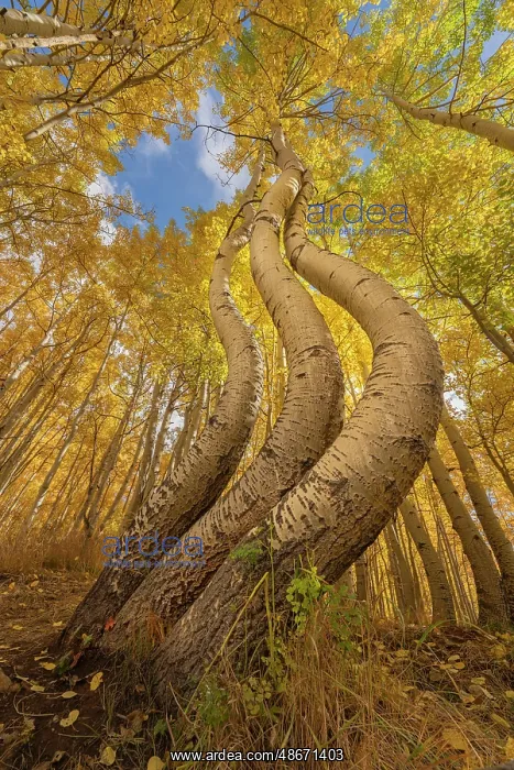 : USA, Colorado, Uncompahgre National Forest. Curved aspen : USA, Colorado, Uncompahgre National Forest. Curved aspen