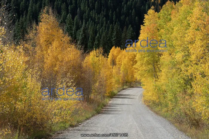  : USA, Colorado, Uncompahgre National Forest. Gravel road