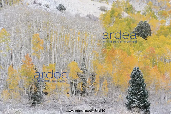 : USA, Colorado, Uncompahgre National Forest. Snow on forest : USA, Colorado, Uncompahgre National Forest. Snow on forest
