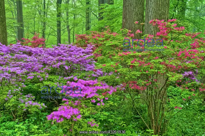 : USA, Delaware, Winterthur Gardens. Blooming : USA, Delaware, Winterthur Gardens. Blooming