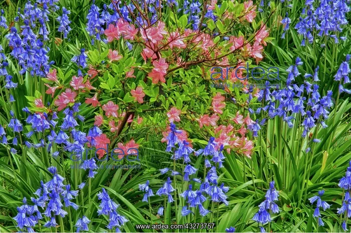 : USA, Delaware, Winterthur Gardens. Blooming : USA, Delaware, Winterthur Gardens. Blooming