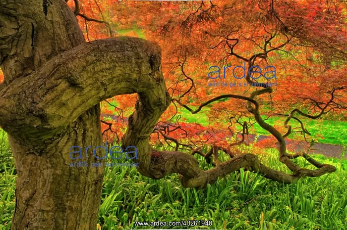 : USA, Delaware, Winterthur Gardens. Close-up : USA, Delaware, Winterthur Gardens. Close-up