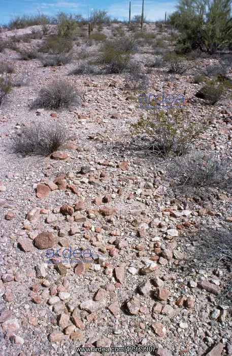 : USA - desert pavement : USA - desert pavement