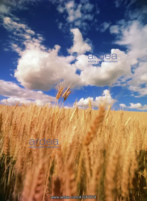 : USA, Eastern Washington, Palouse Area, View : USA, Eastern Washington, Palouse Area, View