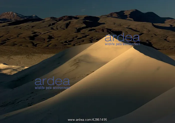 : USA - Eureka dunes showing light contrast at dawn : USA - Eureka dunes showing light contrast at dawn
