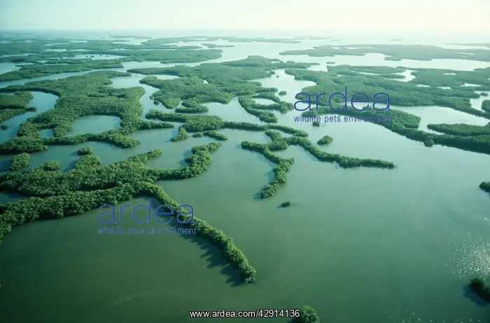 : USA - Everglades National Park, the Ten Thousand Islands : USA - Everglades National Park, the Ten Thousand Islands