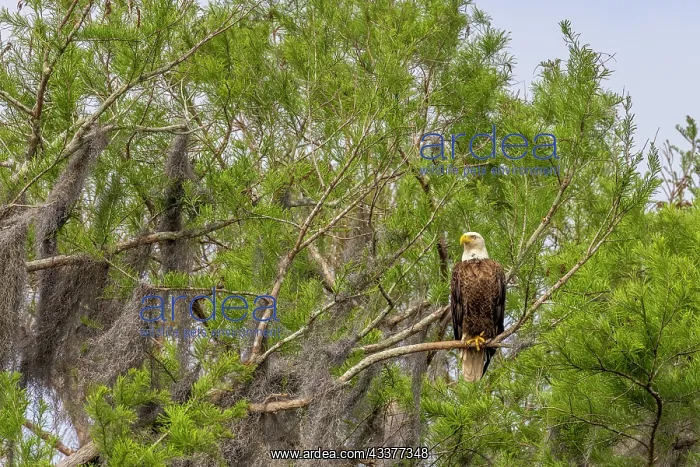  : Usa, Florida. Bald eagle sitting in trees around