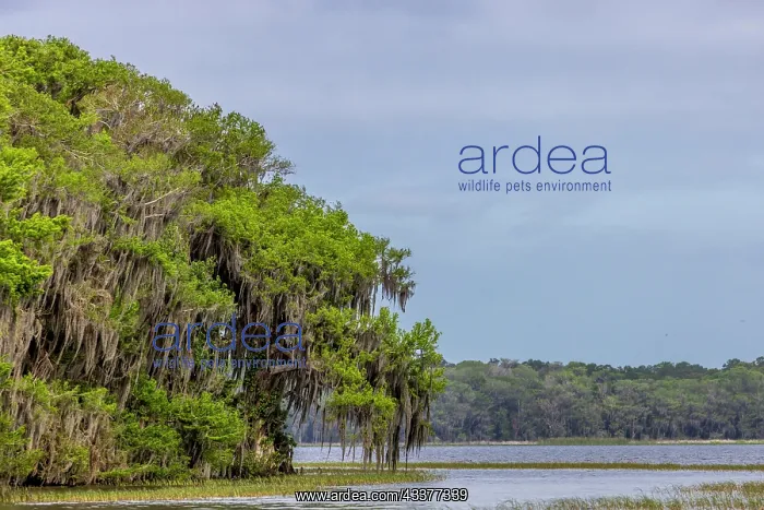 : Usa, Florida. Cypress trees around Lochloosa Lake : Usa, Florida. Cypress trees around Lochloosa Lake